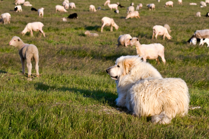 Living with Livestock and Dogs: A Guide to Keeping Pet Livestock and Livestock Guardian Dogs Together