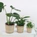 Plants Are Essential for Home 1