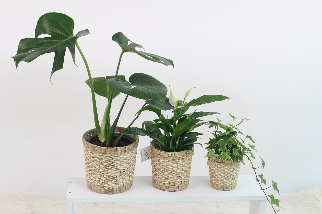 Plants Are Essential for Home 1