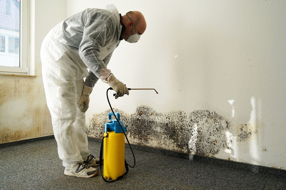 mold and its remediation 1