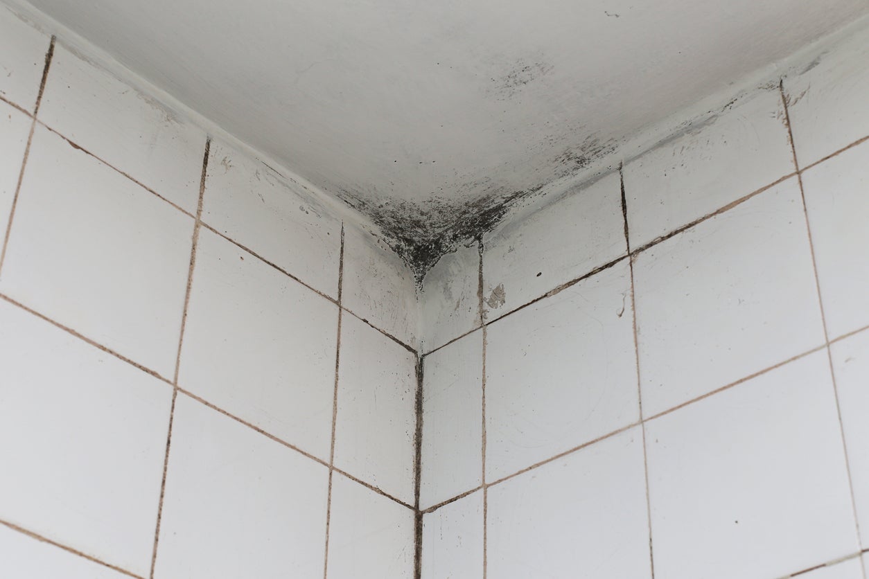 mold and its remediation 3