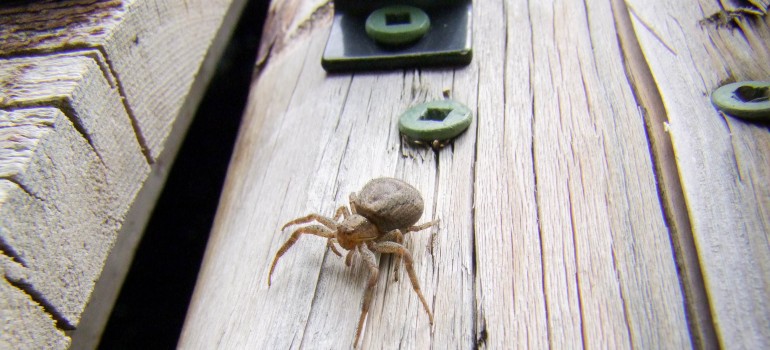 How-to-Prevent-Pests-from-Entering-Your-Shed-or-Greenhouse