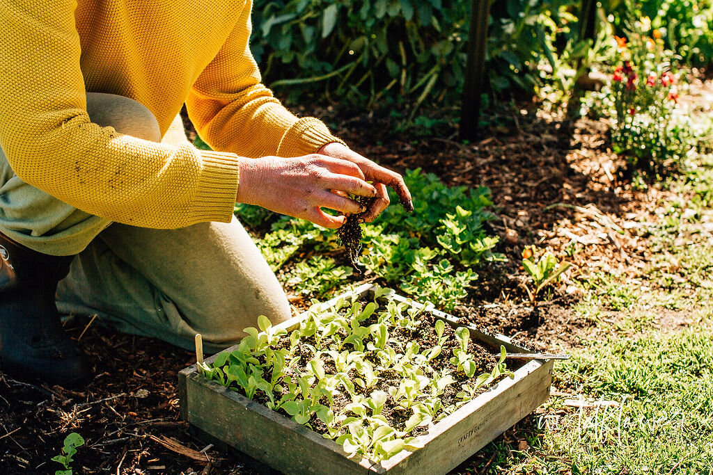 beginning a gardening travel  1