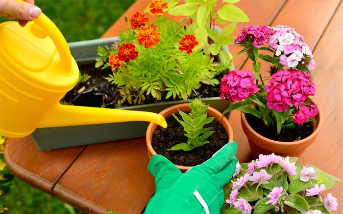 memulai perjalanan berkebun 2