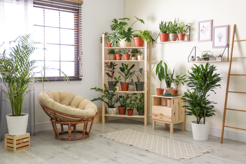 plants for indoors