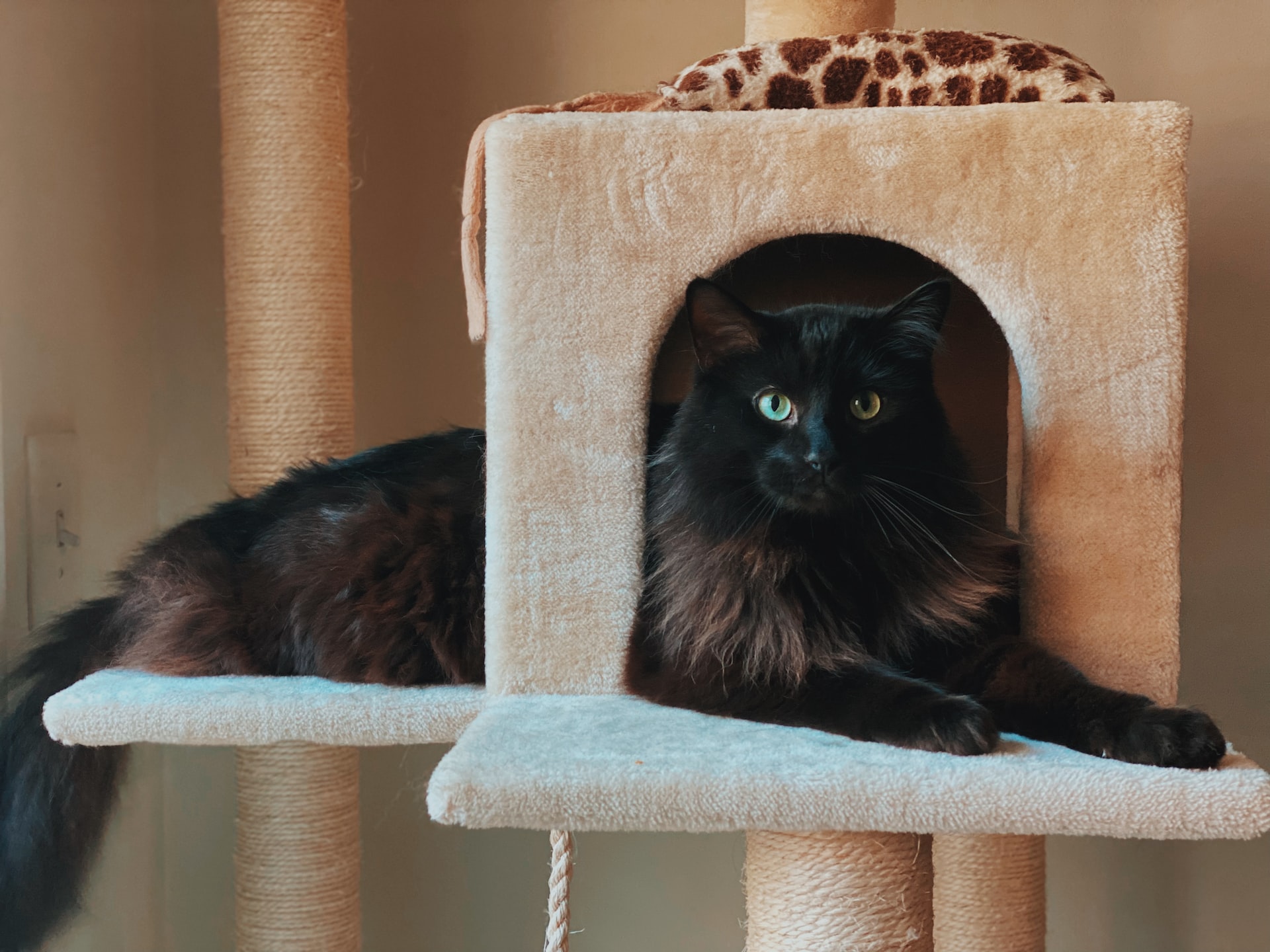 DIY Cat Tree Projects 1