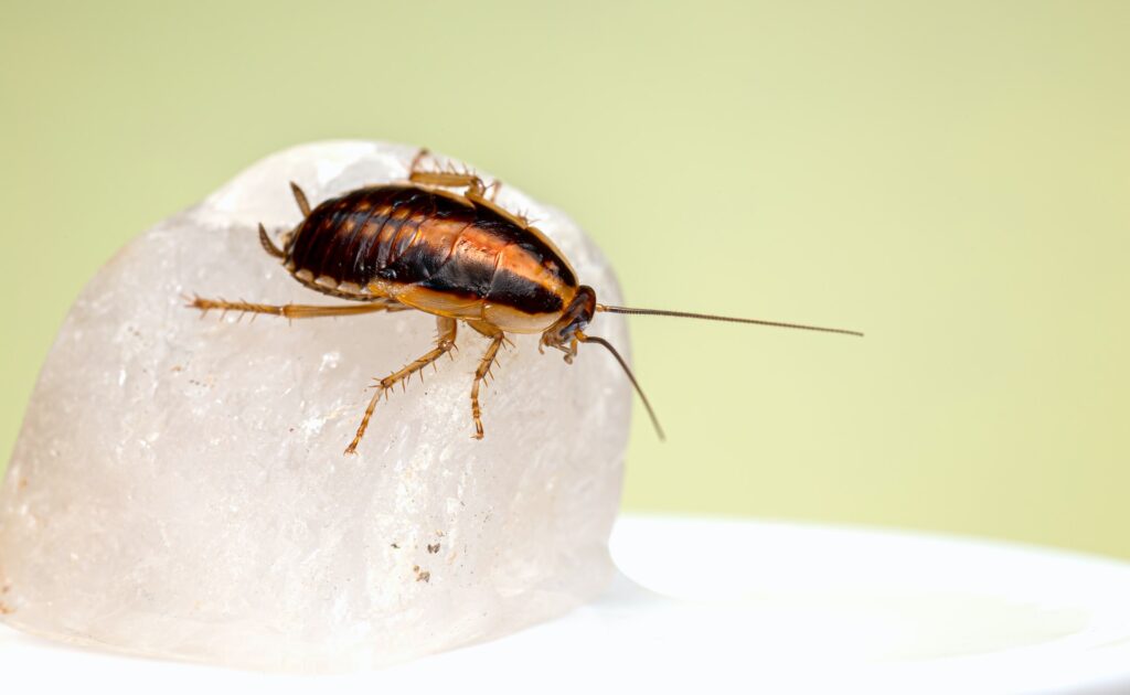 Get Rid of Pests Fast With These Expert Tips » Residence Style