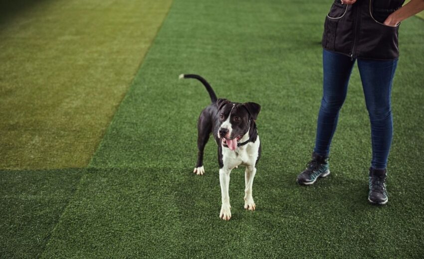 artificial grass for dogs 2