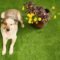 artificial grass for dogs 3