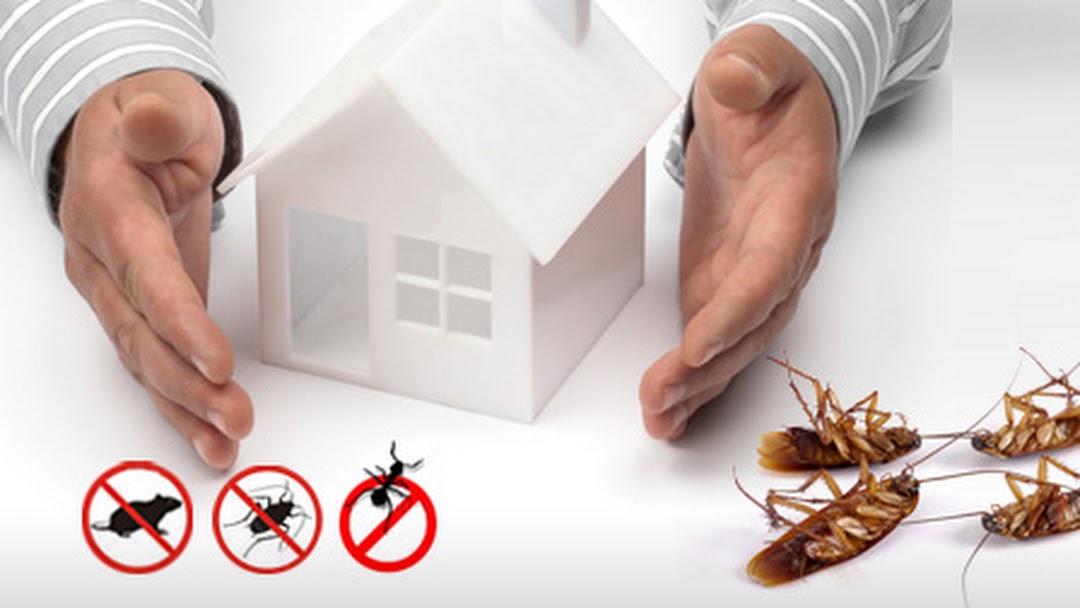 pest control solutions 2