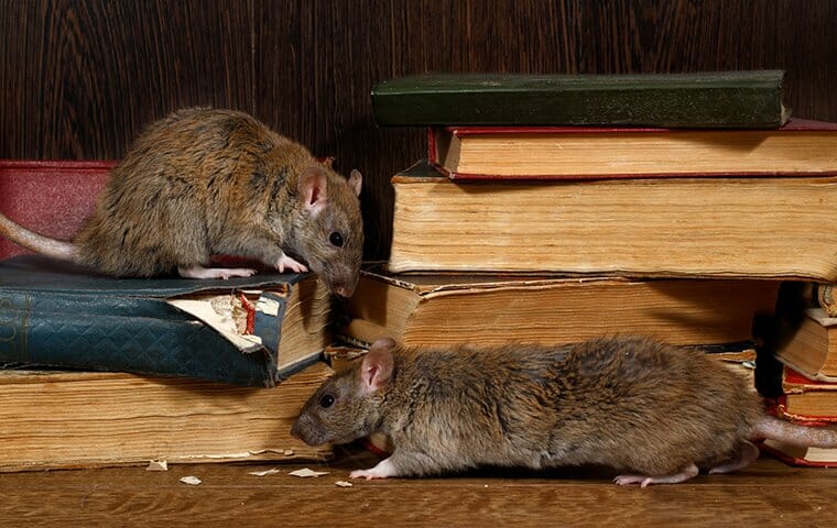 Prevent Rat Infestations 1