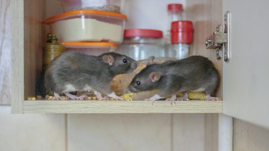 Prevent Rat Infestations 2
