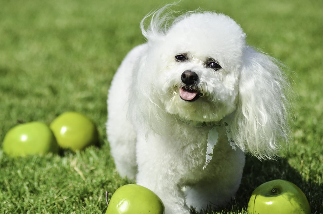Dogs That Are Perfect House Pets 1