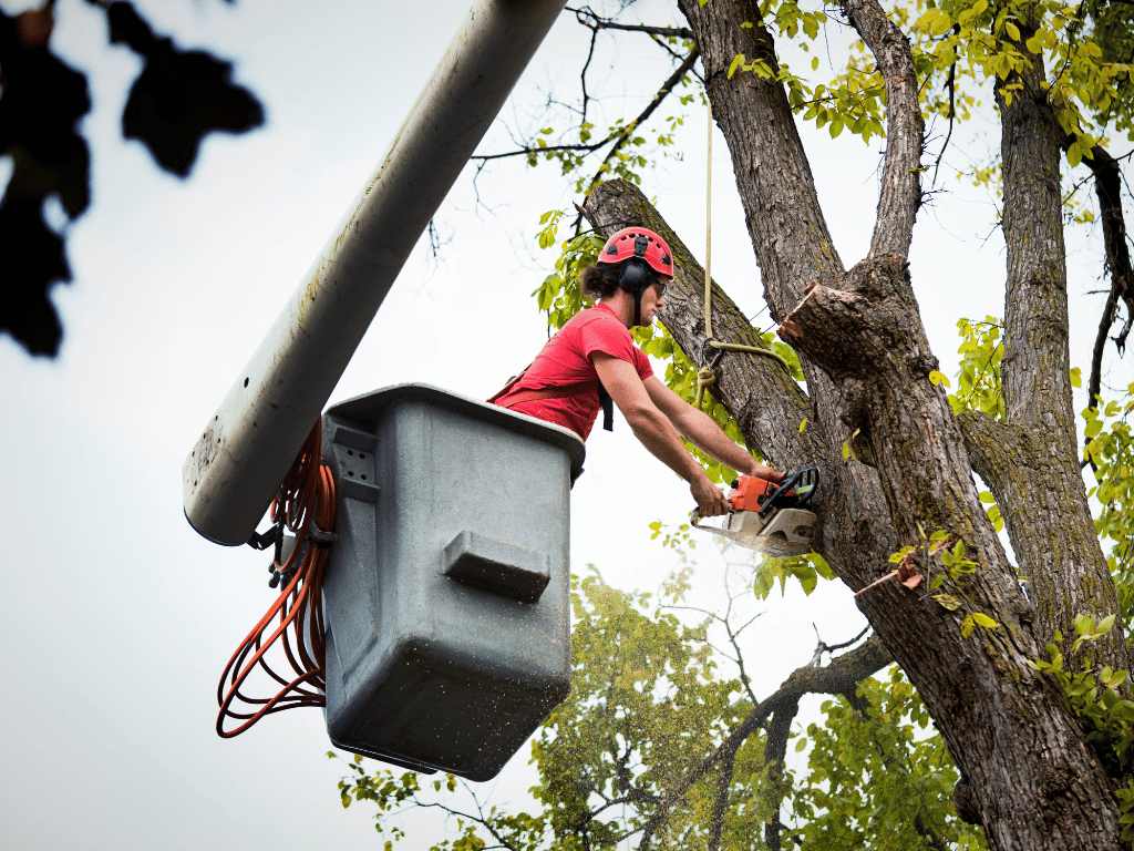 Hiring Professionals for Tree Removal 1