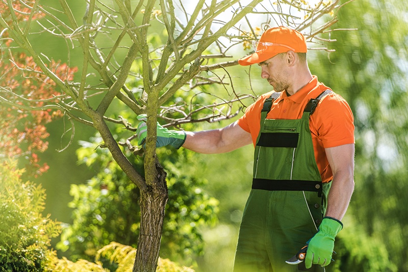 Hiring Professionals for Tree Removal 2