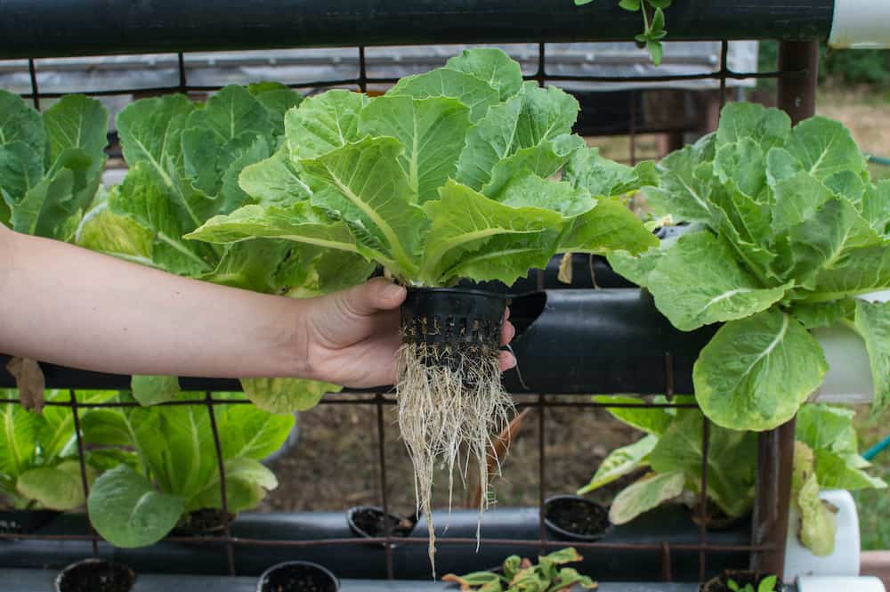Must-Haves for Hydroponic Gardens 2
