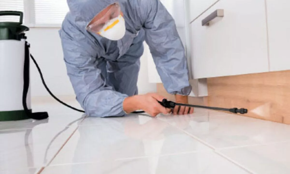 termite removal at home 2