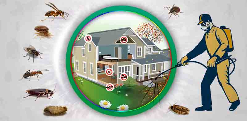 Effective Pest Control Strategies 2