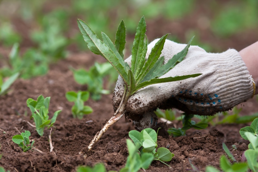 Hiring a weed control company 2