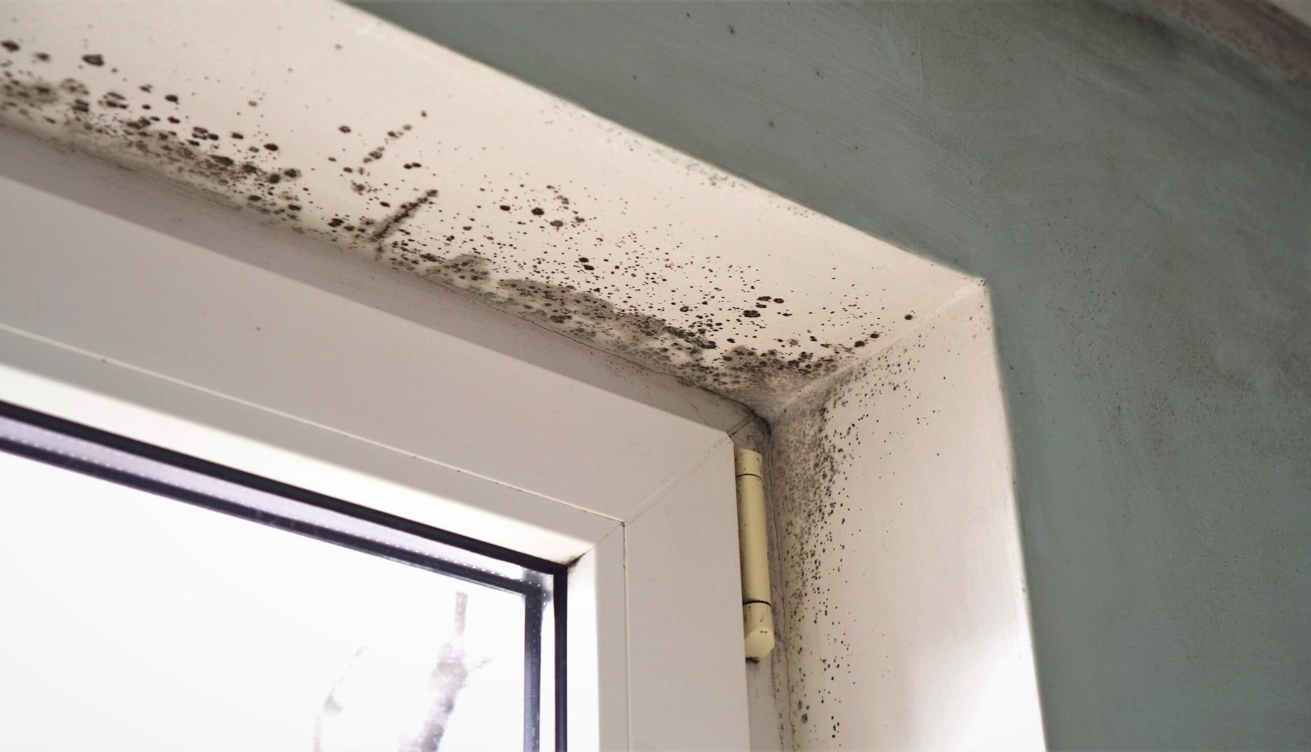 Mould Growth in the Home 2