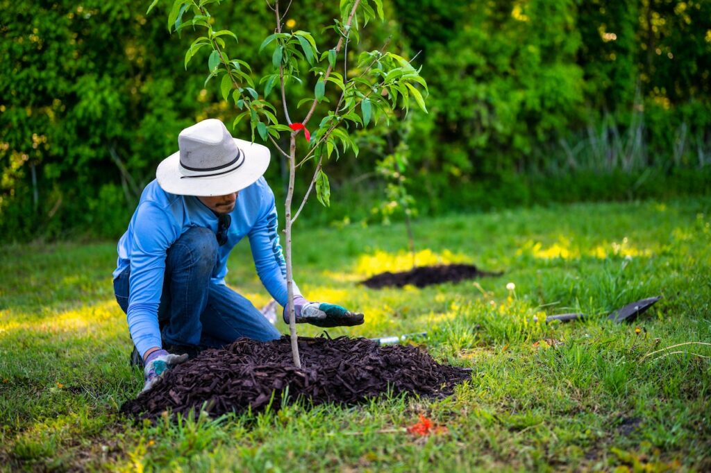 Cultivating Fruit Trees 1