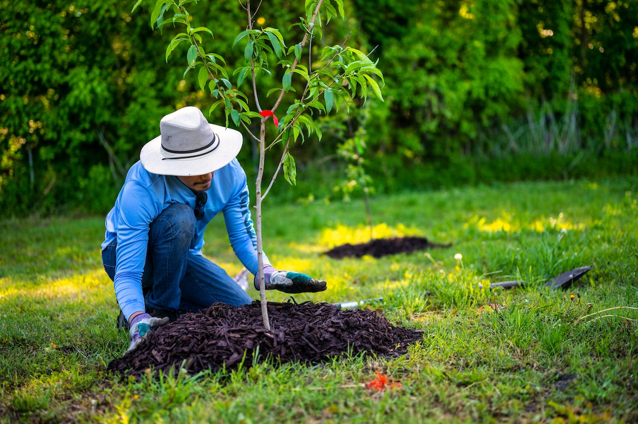 Cultivating Fruit Trees 1