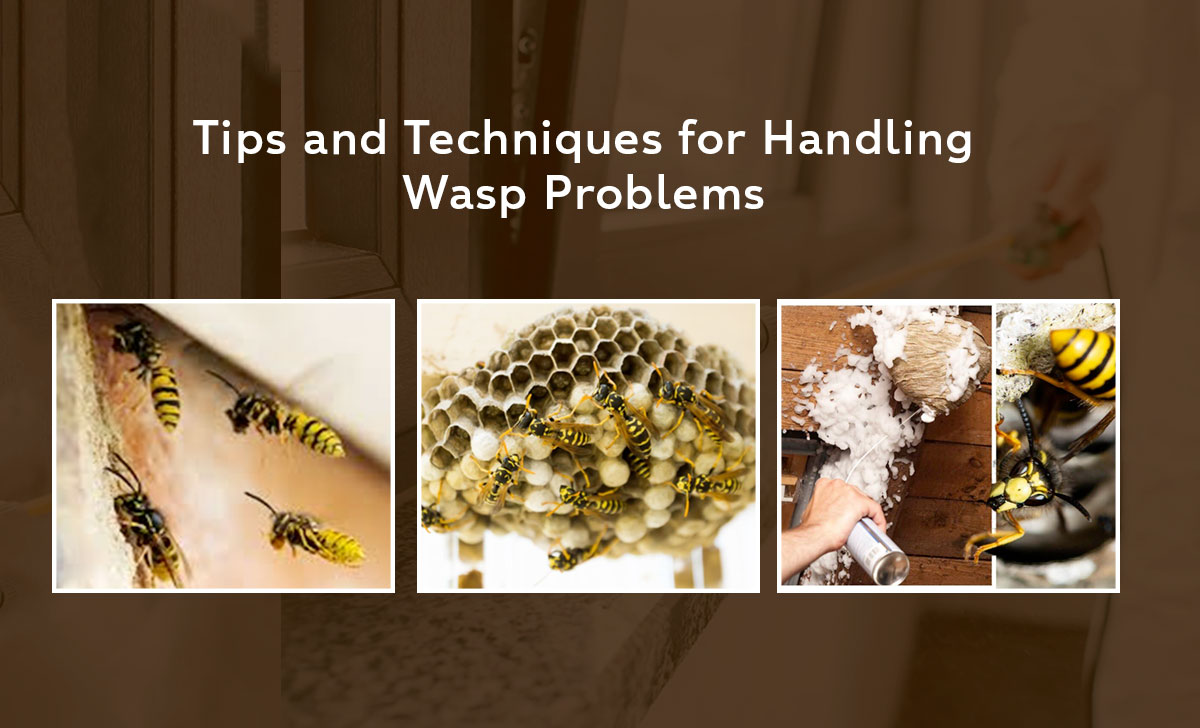 Handling Wasp Problems 1