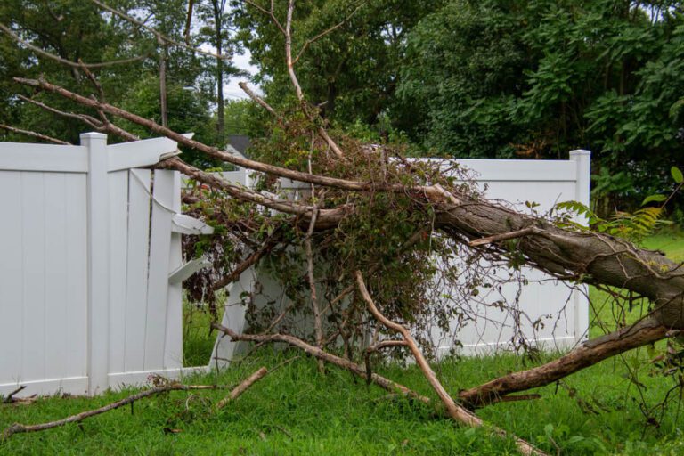 Look for successful  an Emergency Tree Service