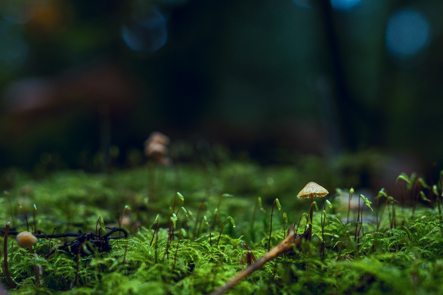 Moss as Decor 2