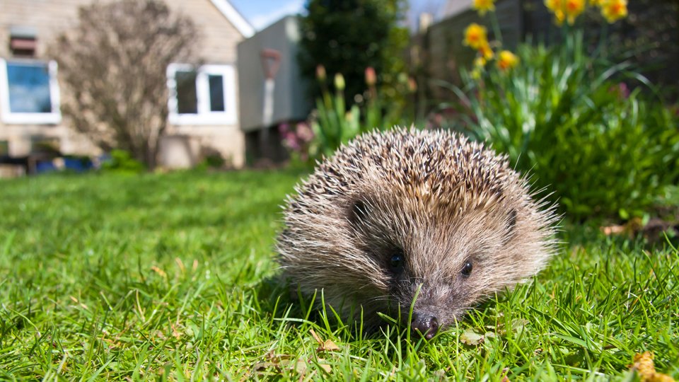 Making Your Home Wildlife-Friendly: 4 Effective Prevention Tips ...