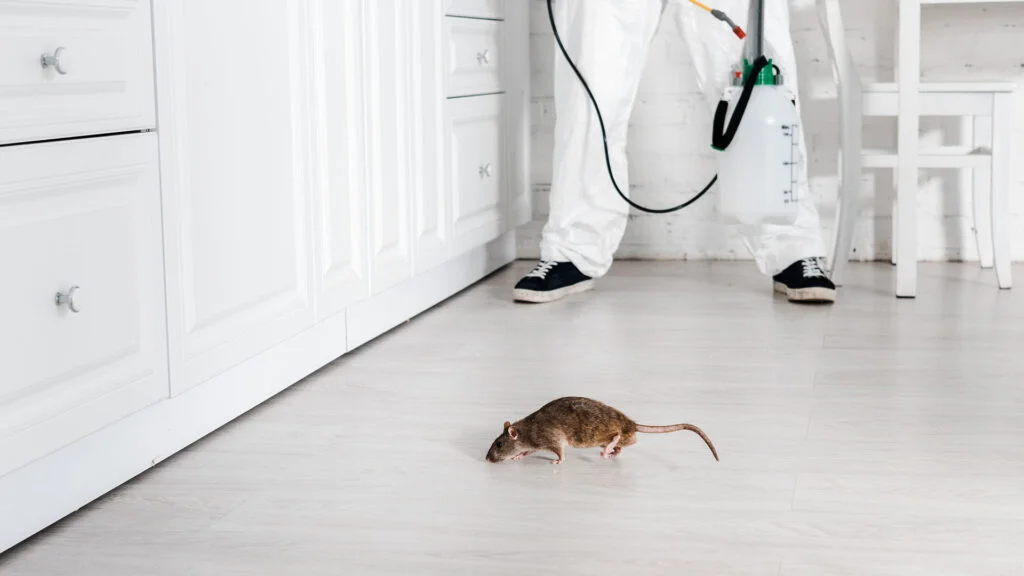 professional rat removal 2