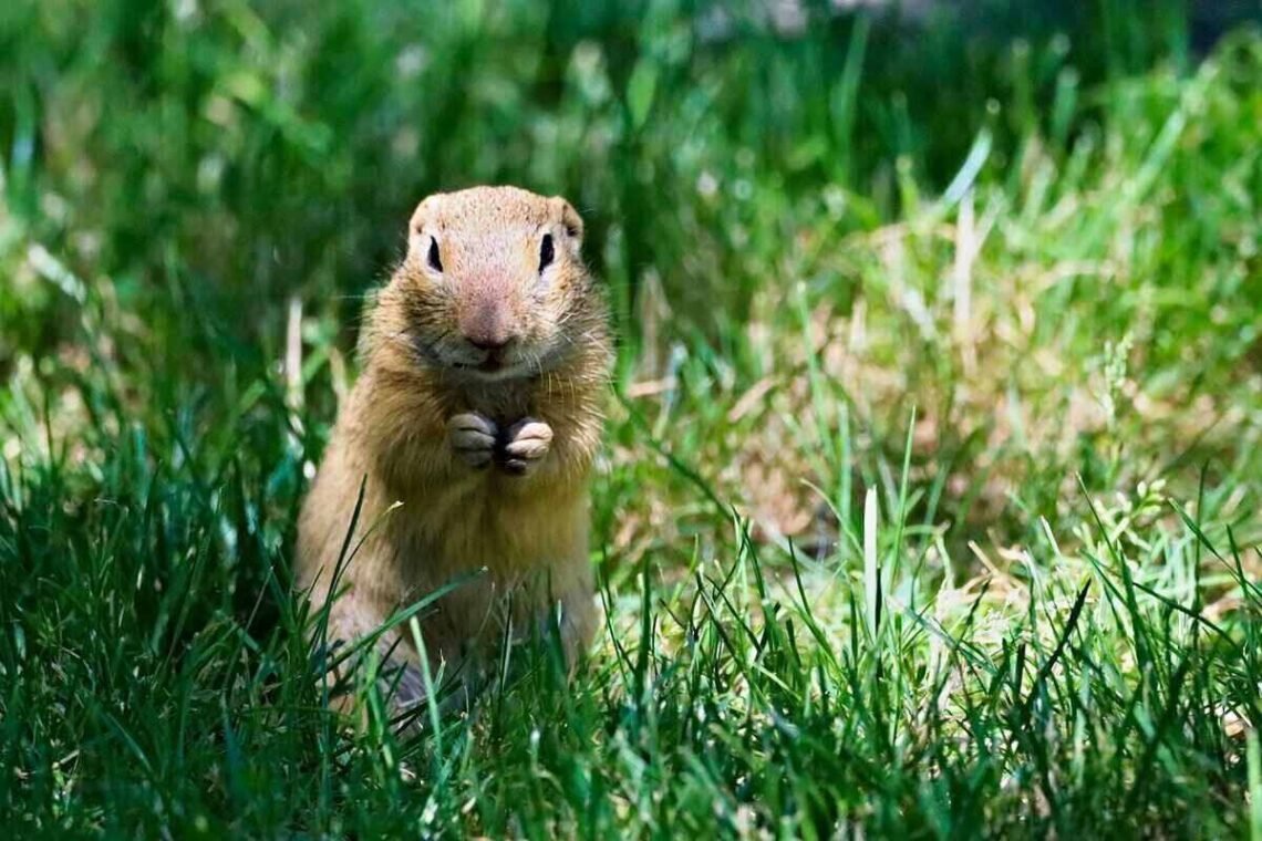 4 Reasons To Get Rid Of The Gophers In Your Lawn » Residence Style
