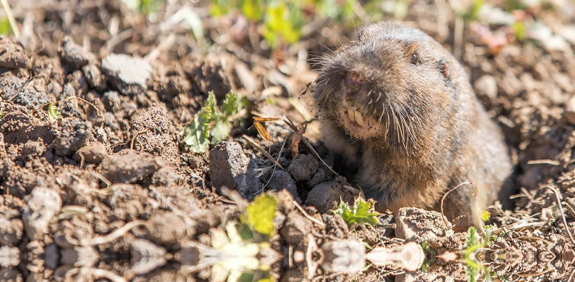 Gopher popping up-in yard