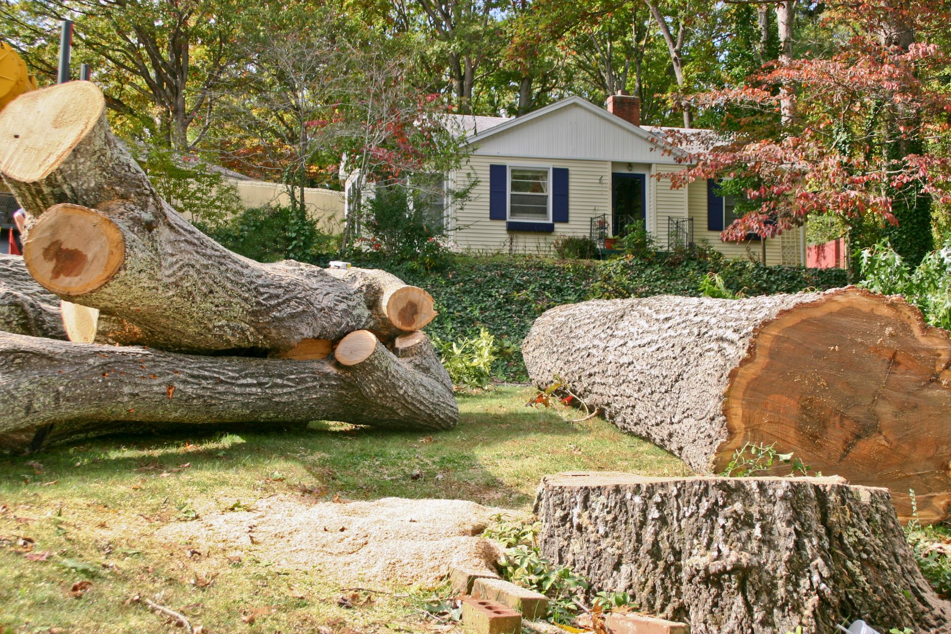 Seasonal Tree Removal 1