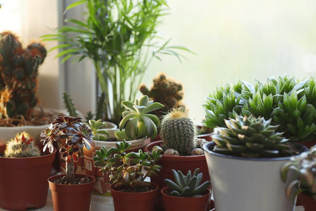 Decorating Your Home with Succulents 1
