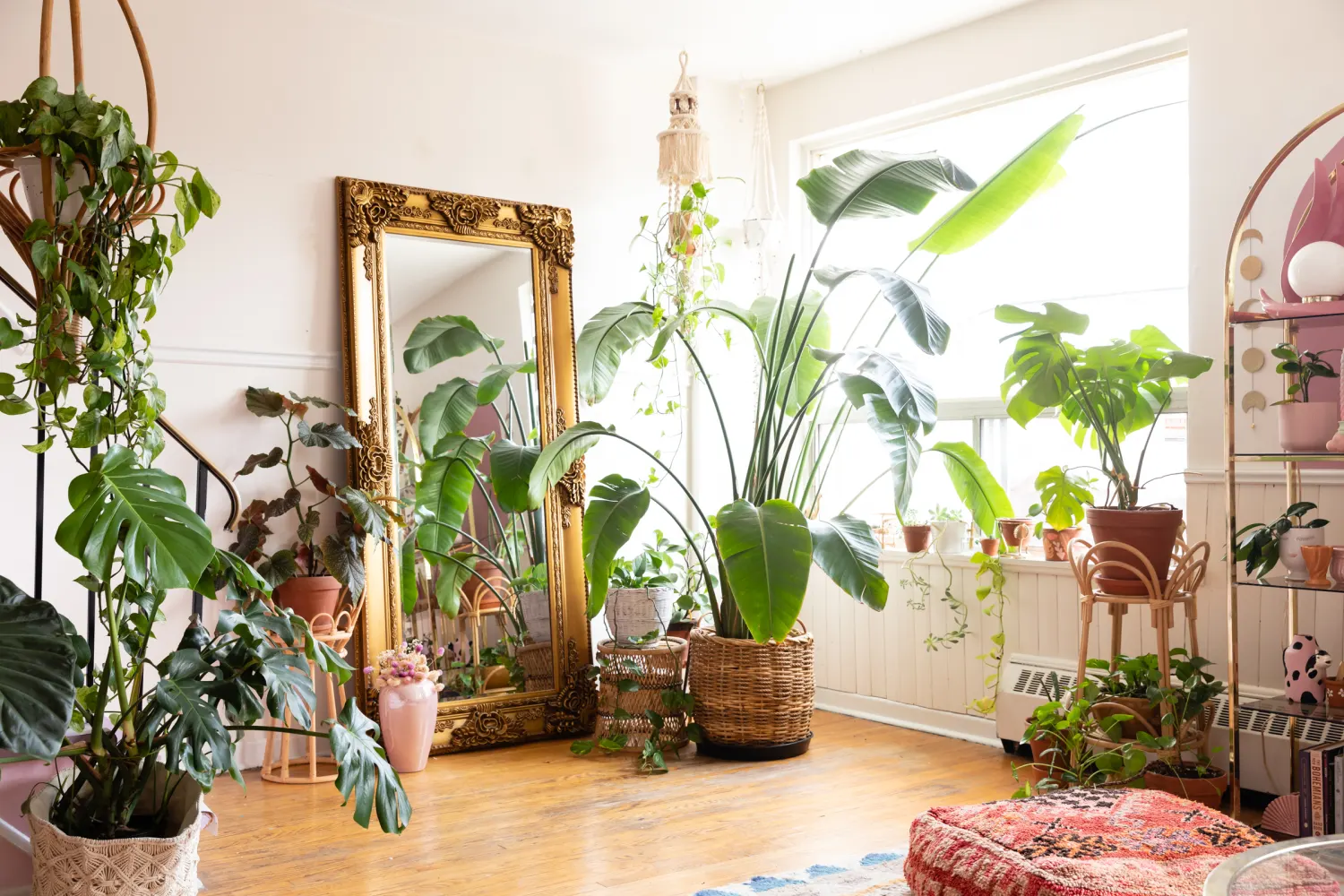 Indoor Plant Care 1