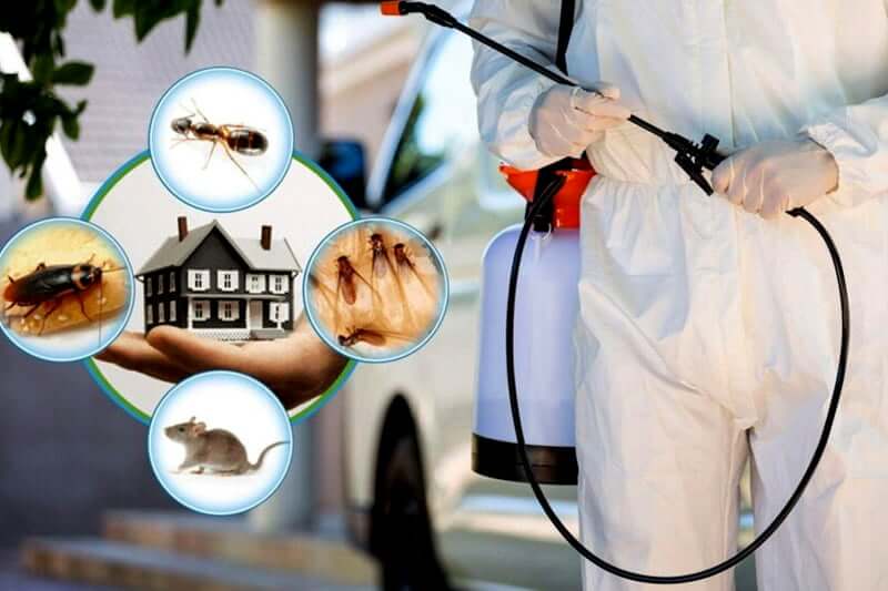 Pest Control Services in California 1
