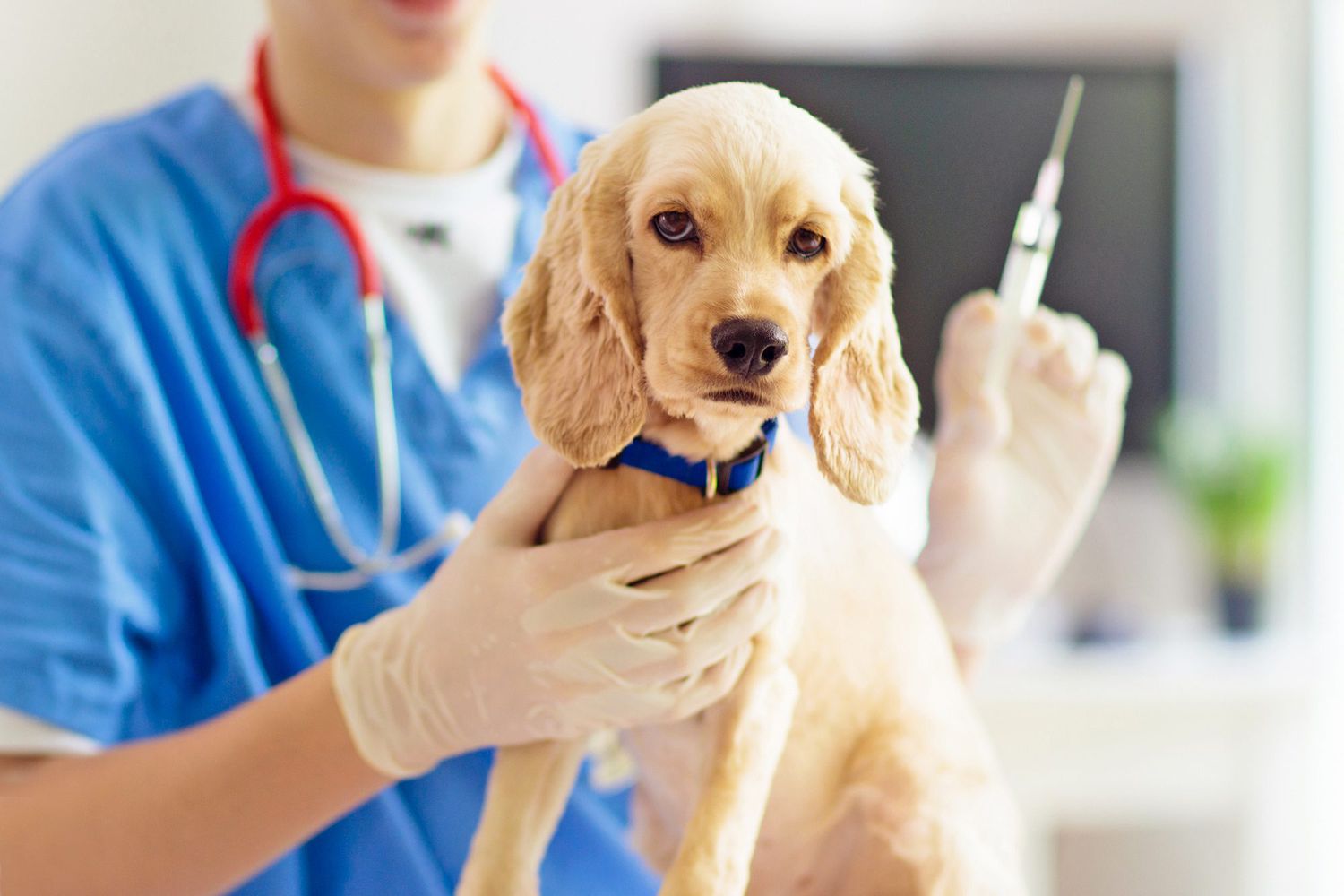 Pet Vaccination 1