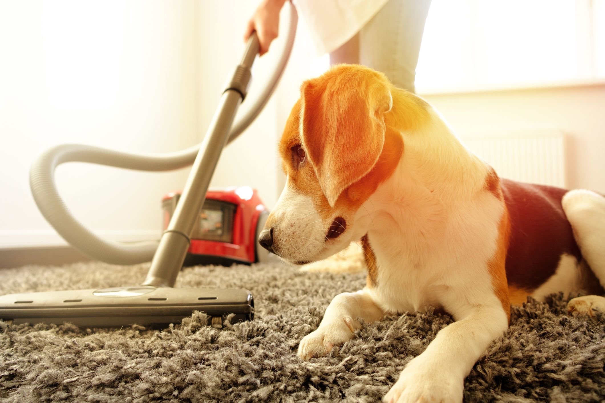 carpet clean your home 2