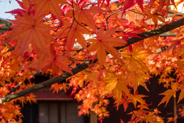 Maple leaves change color in Japan autumn