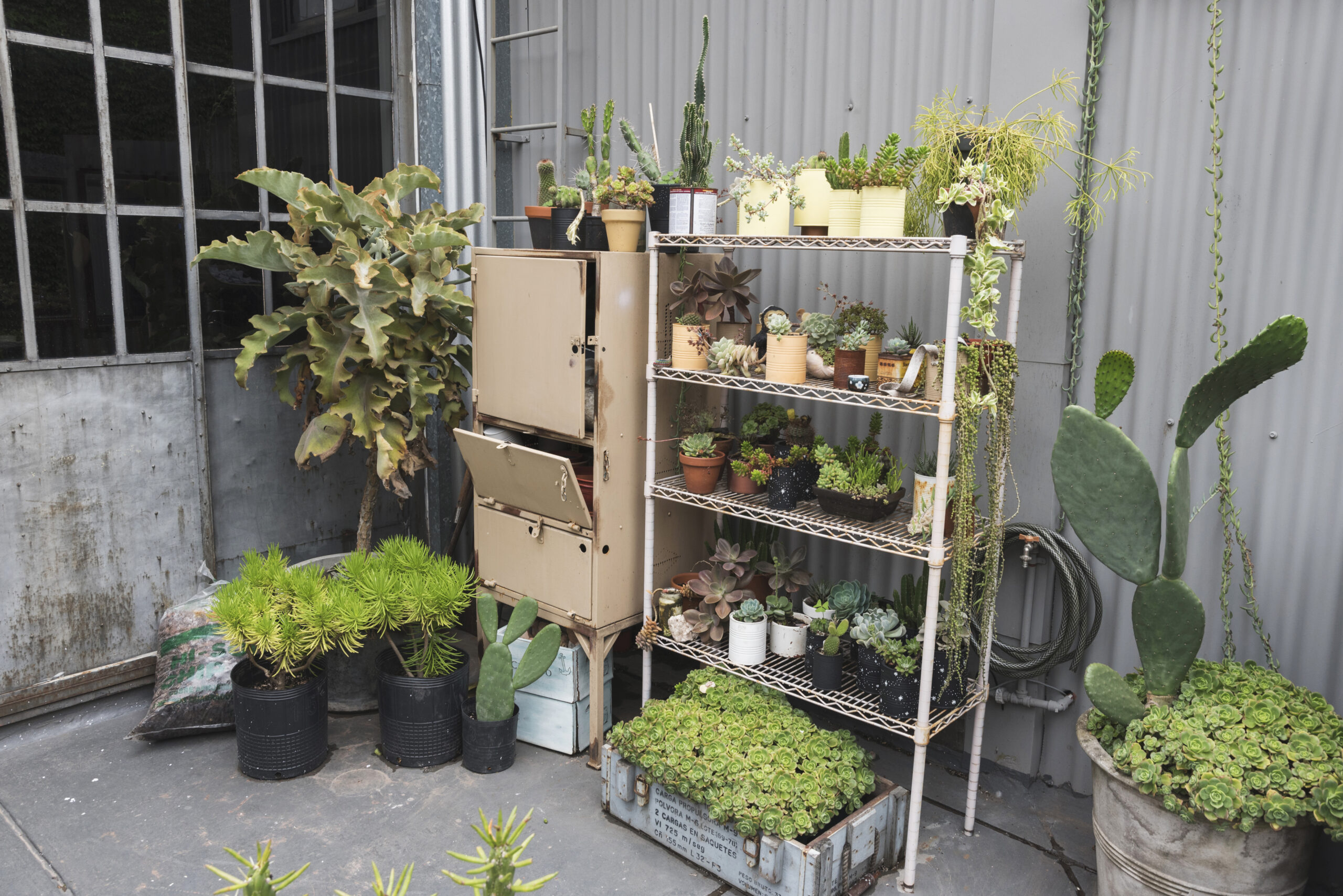 shelves-full-flowerpots