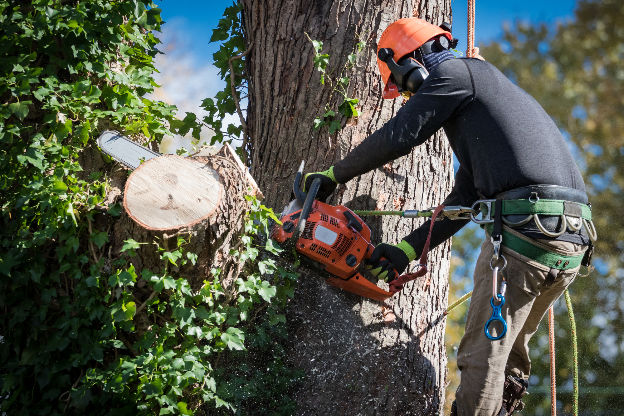 Man in safety harnesses and helmet cuts down large tree sections