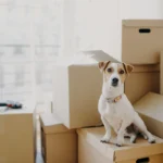 How to Move with Pets