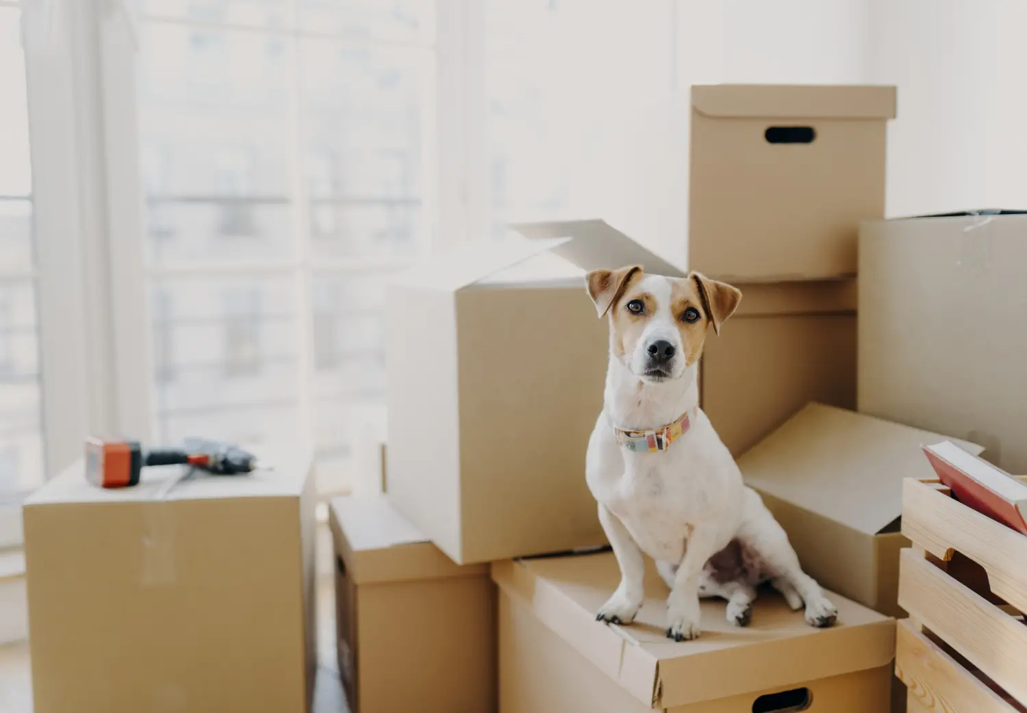 How to Move with Pets
