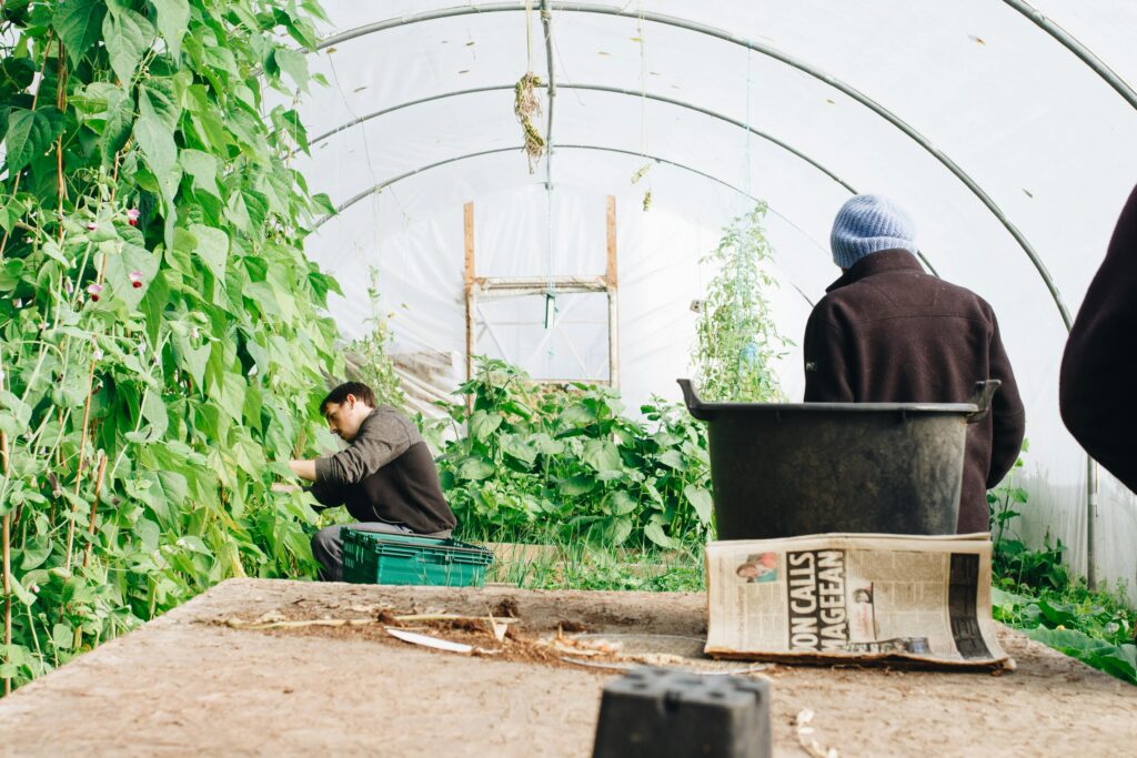 Epsom Salt in Gardening