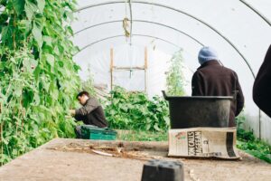 Epsom Salt in Gardening